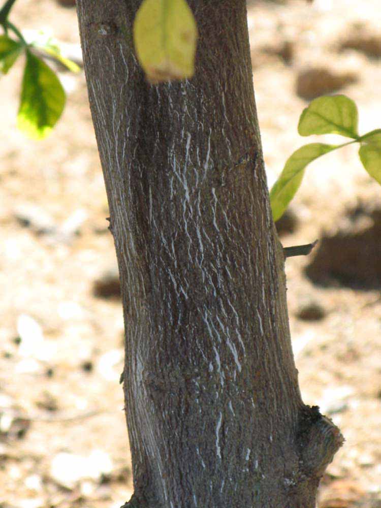            Bark (Riverside, CA)   